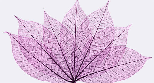 Leaves depicting menopause support in London